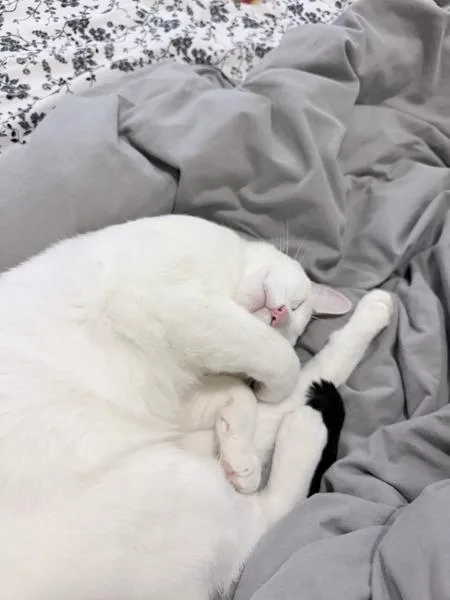 An adult medium-sized male Domestic Short Hair cat named Pouki for adoption in Ridgewood, NY
