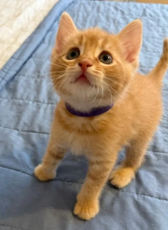 A baby medium-sized male Domestic Short Hair cat named Roxo for adoption in Hamilton, OH