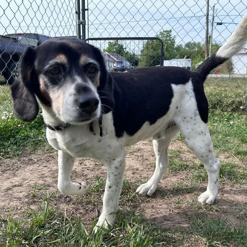 A senior medium-sized male White / Cream Mixed Breed dog named Goat for adoption in Fredericksburg, VA