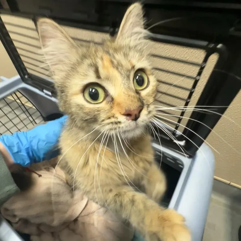 An adult medium-sized female Torbie Domestic Long Hair cat named Water Wings for adoption in Tacoma, WA