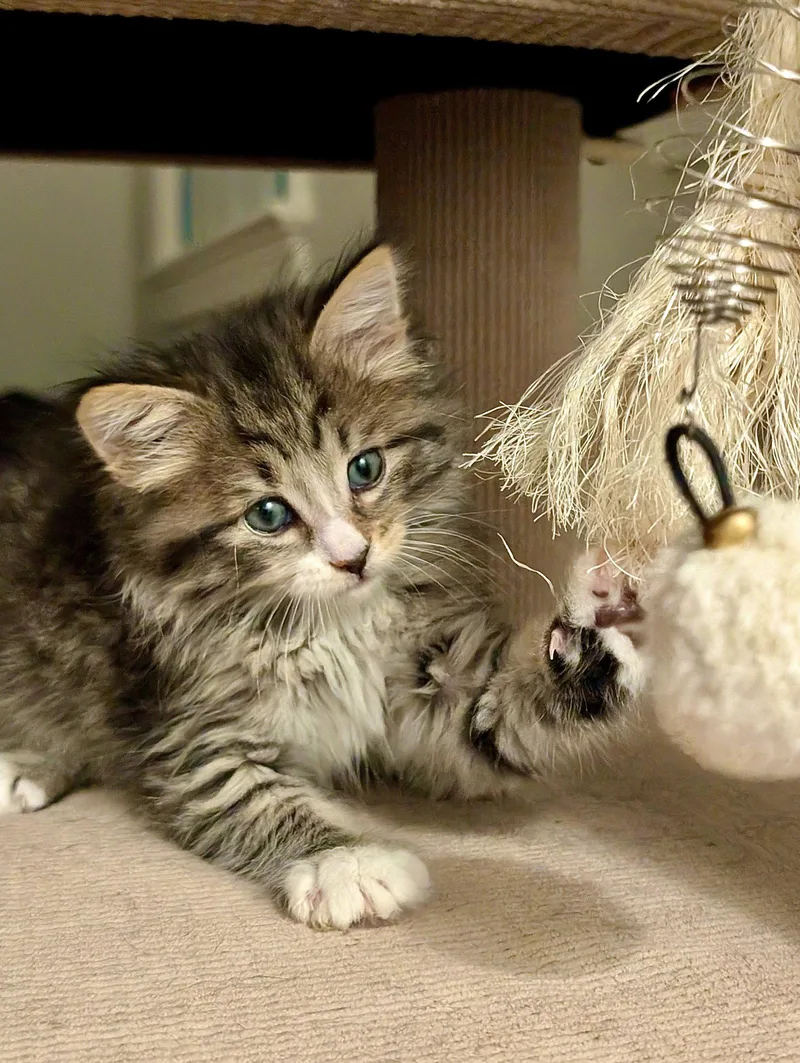 A baby medium-sized male Black Domestic Medium Hair cat named Pegasus & Aurora BONDED for adoption in Herndon, VA
