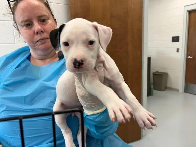 A baby large-sized female Pit Bull Terrier dog named Wendy for adoption in Ocala, FL