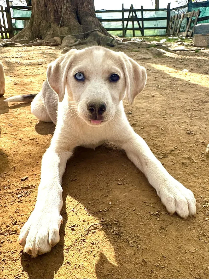 A baby medium-sized female Siberian Husky dog named Fizz for adoption in Salisbury, MD