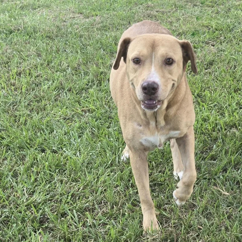 A young medium-sized female Labrador Retriever dog named Butter for adoption in Houston, TX