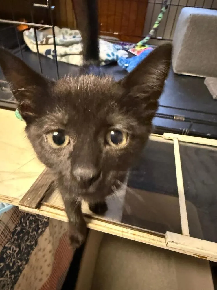 A baby small-sized male Black Domestic Short Hair cat named Doug for adoption in Breinigsville, PA
