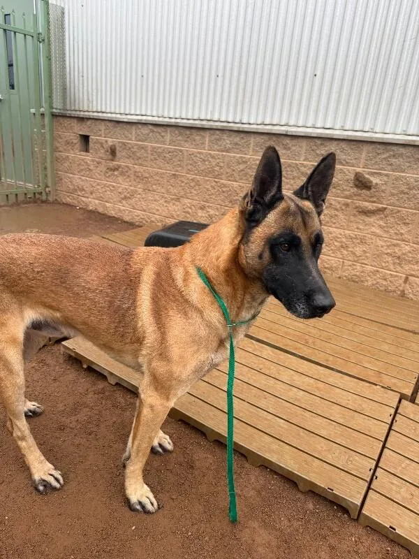 An adult large-sized male Black Belgian Shepherd / Malinois dog named Rex for adoption in Hobbs, NM