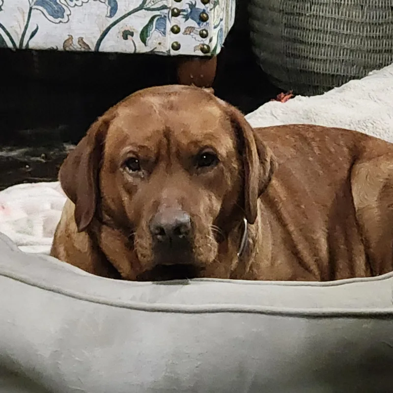 An adult large-sized female Red / Chestnut / Orange Labrador Retriever dog named Bree for adoption in Warrington, PA