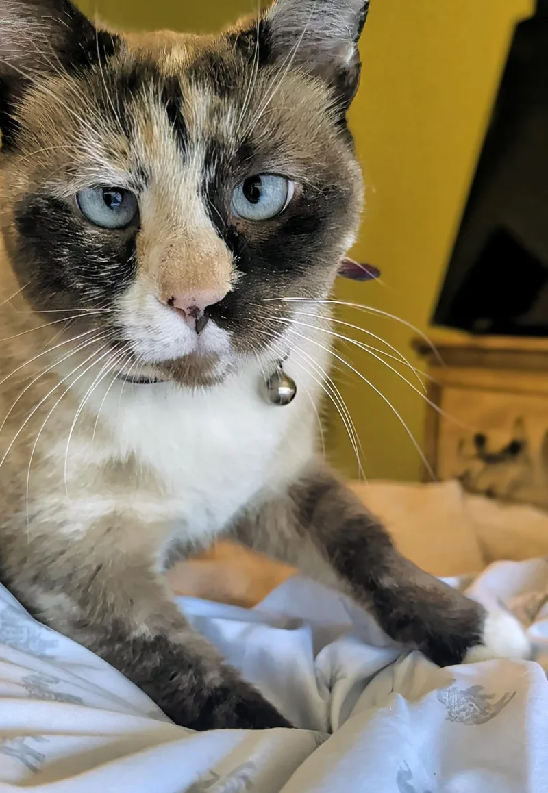 An adult large-sized female Domestic Short Hair cat named Bisquik Passion for adoption in Chandler, AZ