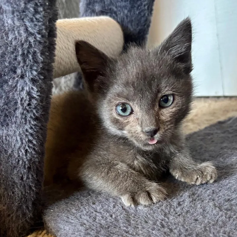 An adult small-sized female Gray / Blue / Silver Domestic Short Hair cat named Lark Estes for adoption in Eagle Mountain, UT