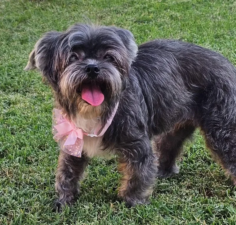 Penelope thumbnail 2