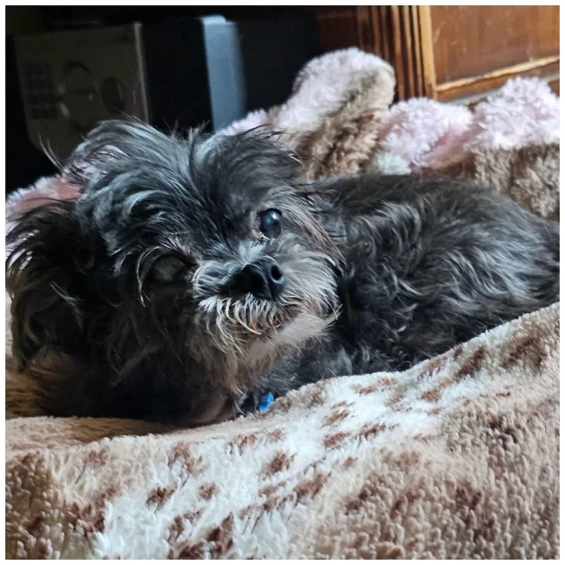 Penelope thumbnail 3