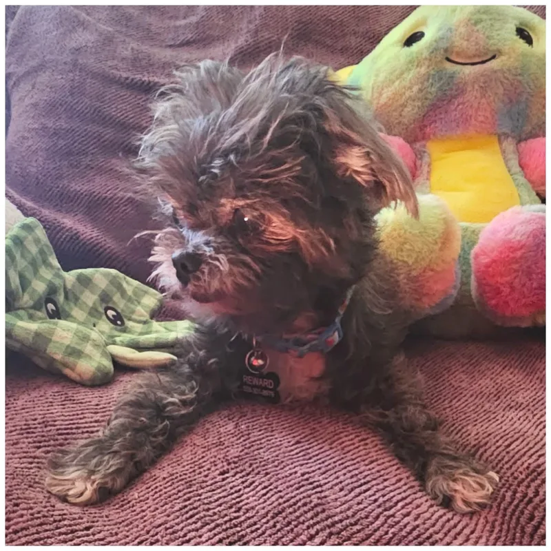 Penelope thumbnail 4