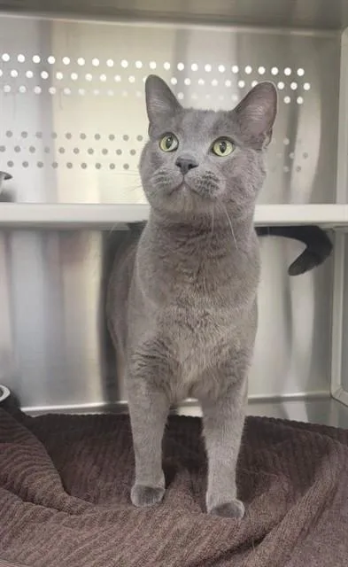 An adult large-sized male Domestic Short Hair cat named Tiger for adoption in Saint Peters, MO