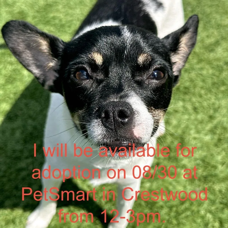 A young small-sized female White / Cream Jack Russell Terrier dog named Pepper for adoption in Matteson, IL