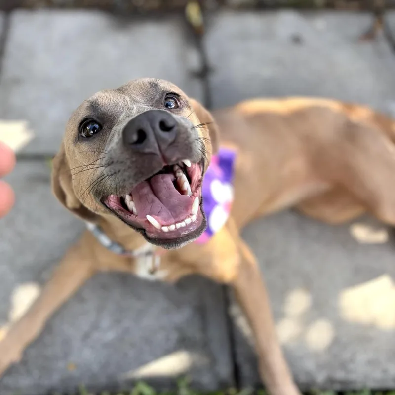 Pebbles: Airstray thumbnail 3