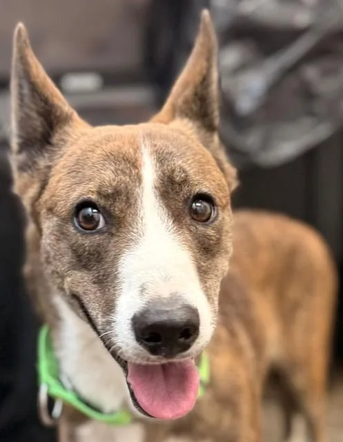 Bindi