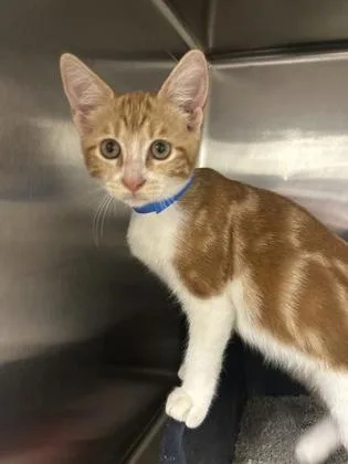 A baby medium-sized female Domestic Short Hair cat named Marcelina for adoption in Picayune, MS