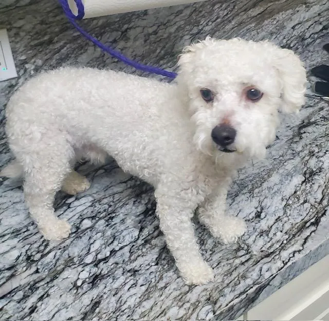 A young small-sized male Miniature Poodle dog named Max for adoption in Canoga Park, CA