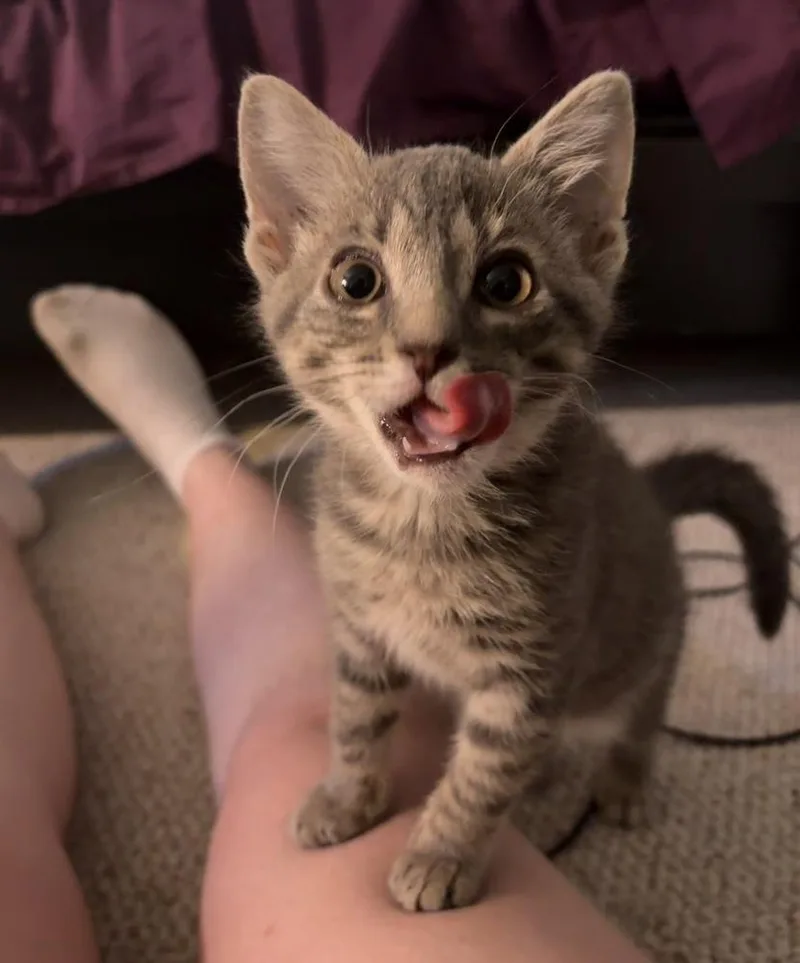 A baby small-sized male Gray & White Domestic Short Hair cat named Groot for adoption in Lewisburg, PA