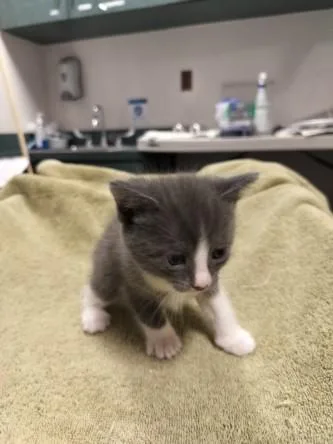 A baby medium-sized female Domestic Short Hair cat named Indigo for adoption in Chatsworth, CA