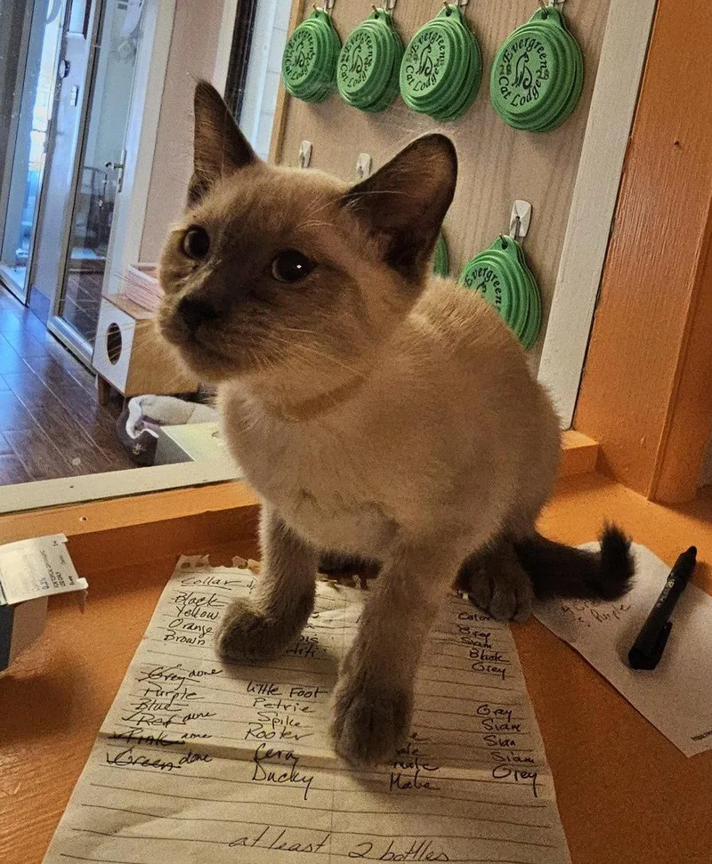 A baby medium-sized female Siamese cat named Amira for adoption in Evergreen, CO