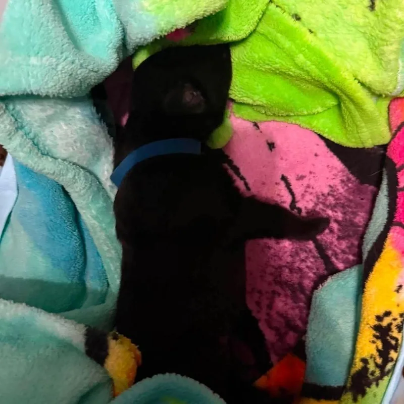 A baby small-sized male Black German Shepherd Dog dog named Leo for adoption in Tulsa, OK