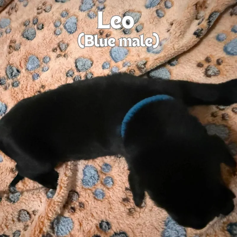 Leo thumbnail 2