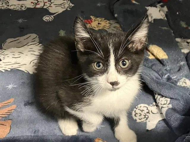 A baby small-sized female Domestic Short Hair cat named Daisy for adoption in Tustin, CA
