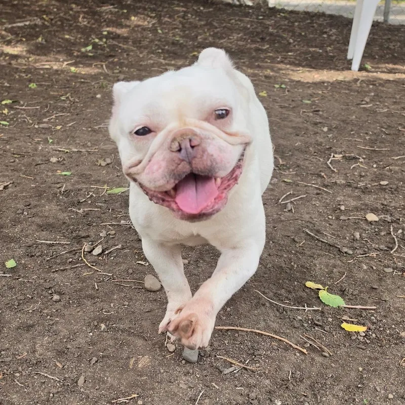 An adult small-sized female White / Cream French Bulldog dog named Angel for adoption in Spokane, WA