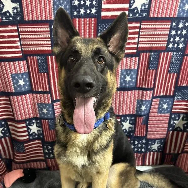 An adult large-sized male German Shepherd Dog dog named Sarge for adoption in Freeport, FL