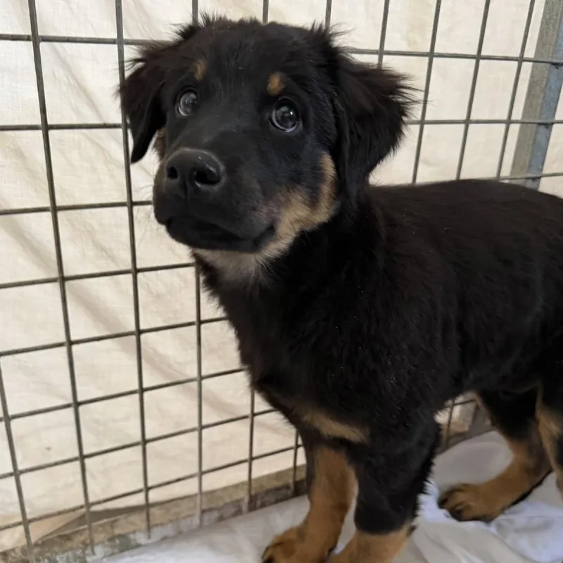 A baby small-sized male Black Mixed Breed dog named Egg Roll for adoption in Moab, UT