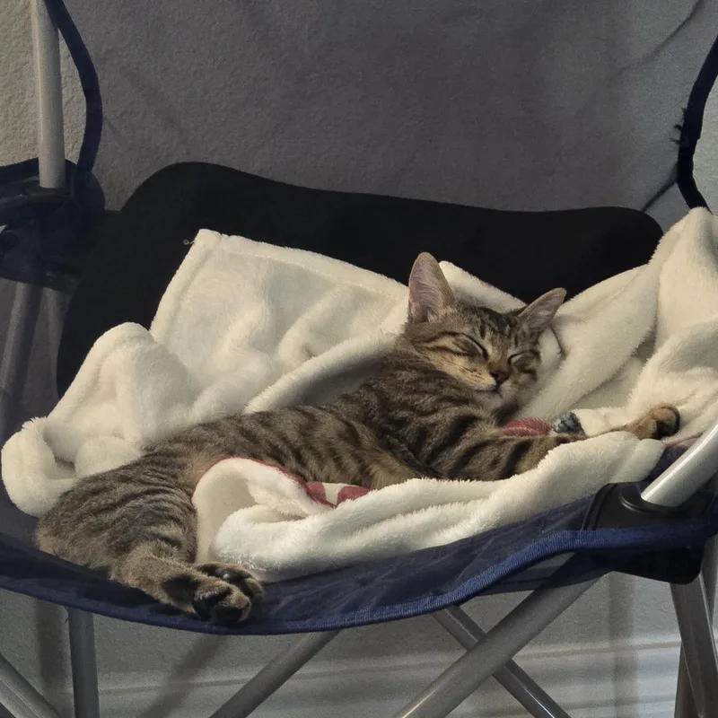 A baby medium-sized male Tabby (Buff / Tan / Fawn) Domestic Short Hair cat named Theodore for adoption in Liverpool, TX