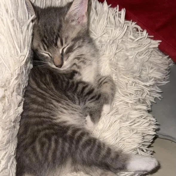A baby small-sized male Gray / Blue / Silver Domestic Short Hair cat named Jamie for adoption in West Palm Beach, FL