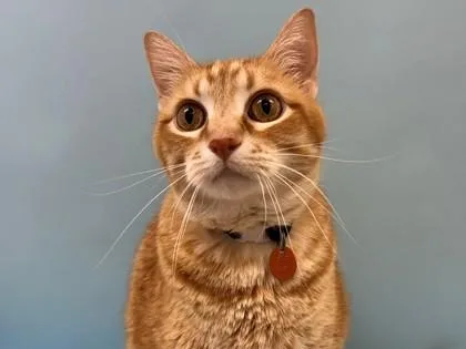 A senior small-sized male Domestic Short Hair cat named Max for adoption in Woodbury, MN