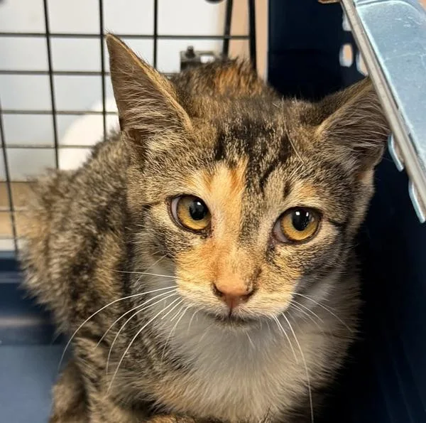 A young small-sized female Domestic Short Hair cat named Girlfriend for adoption in San Diego, CA