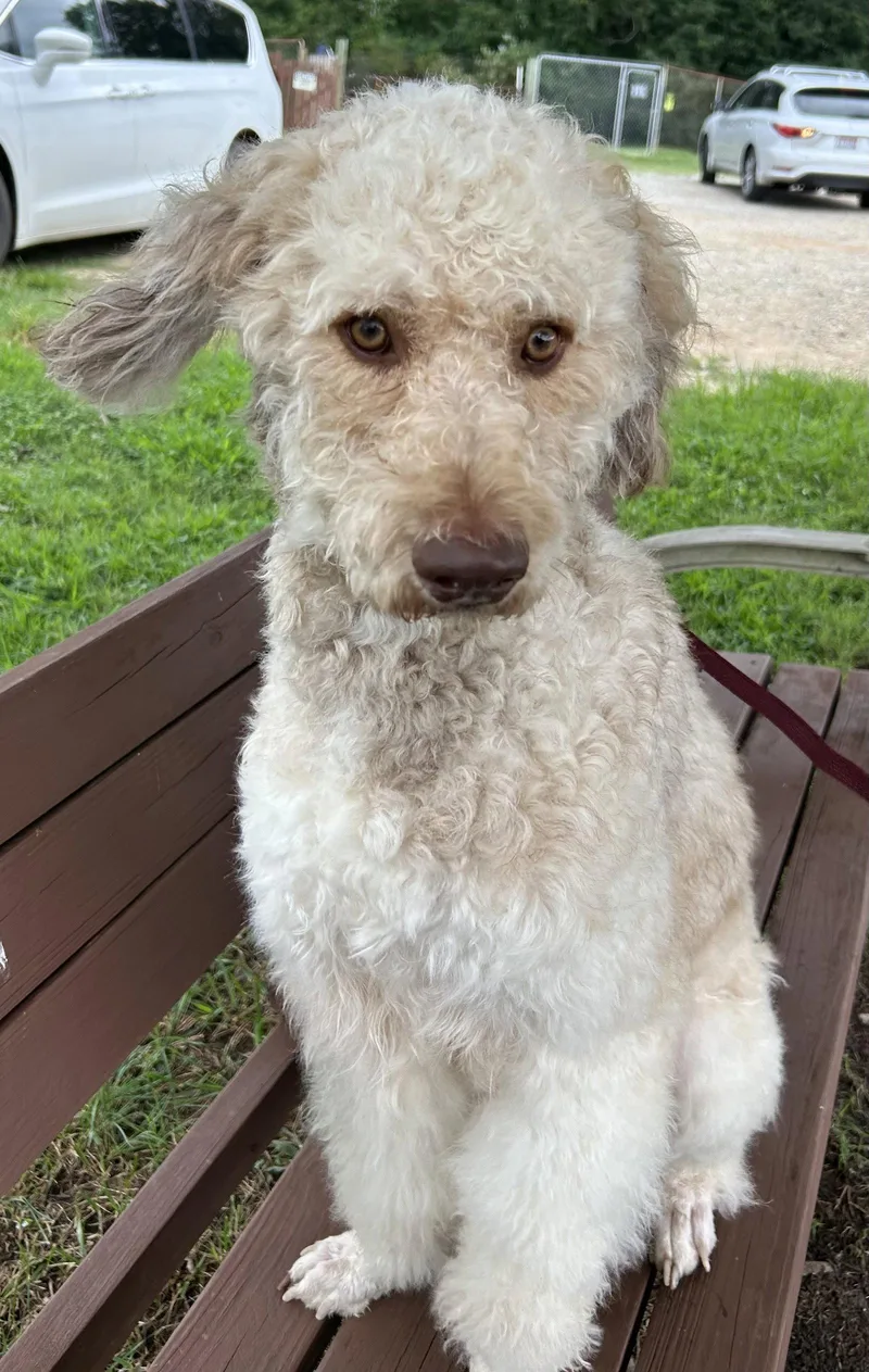 An adult large-sized male Standard Poodle dog named Snickers Jul for adoption in Pacolet, SC
