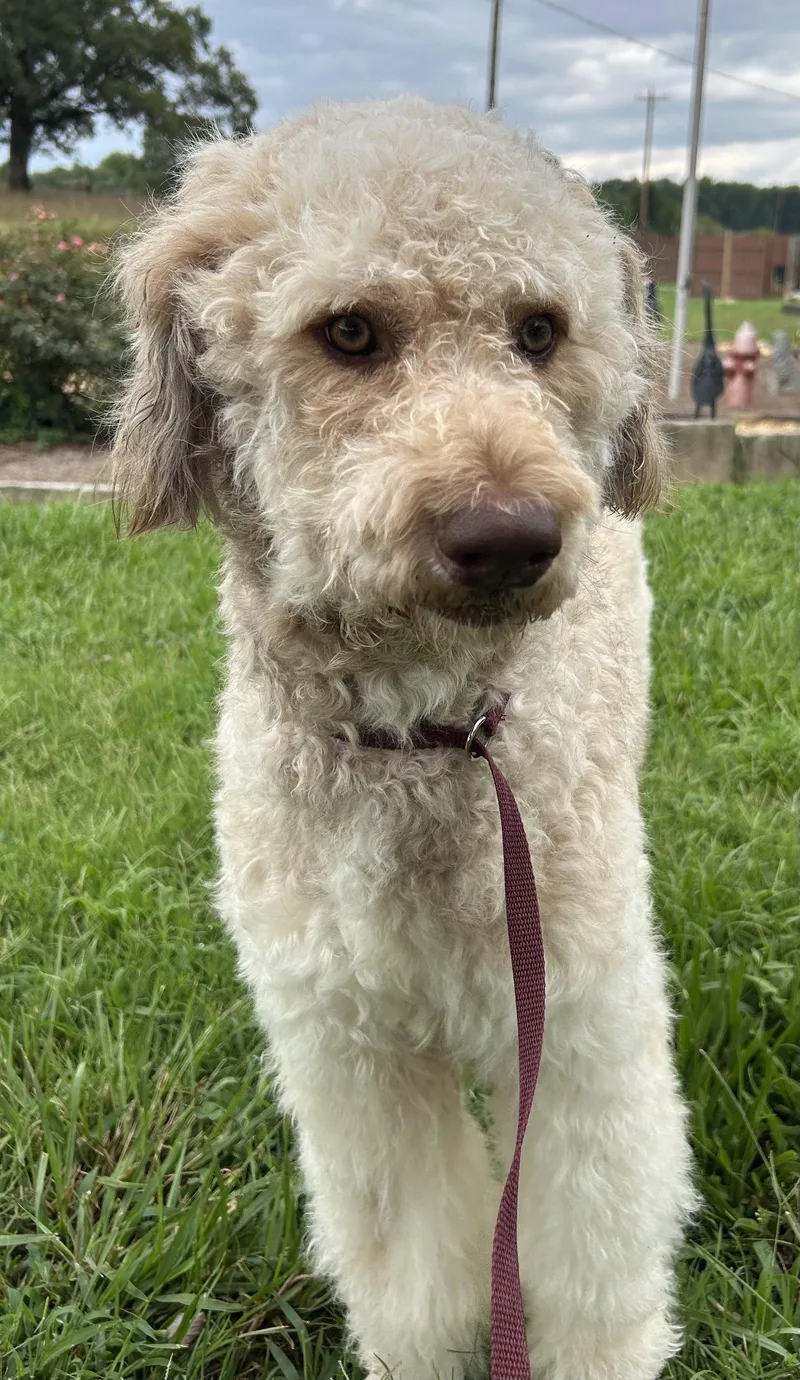 Snickers Jul thumbnail 3