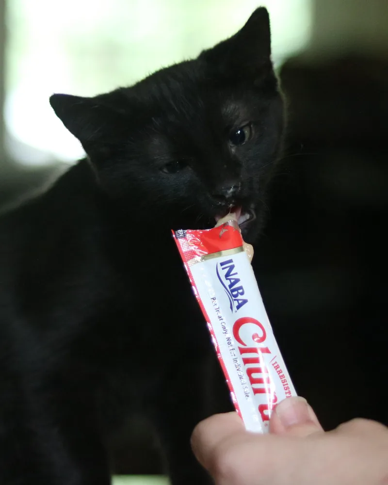 A young medium-sized male Black Domestic Short Hair cat named Edward for adoption in Avondale Estates, GA