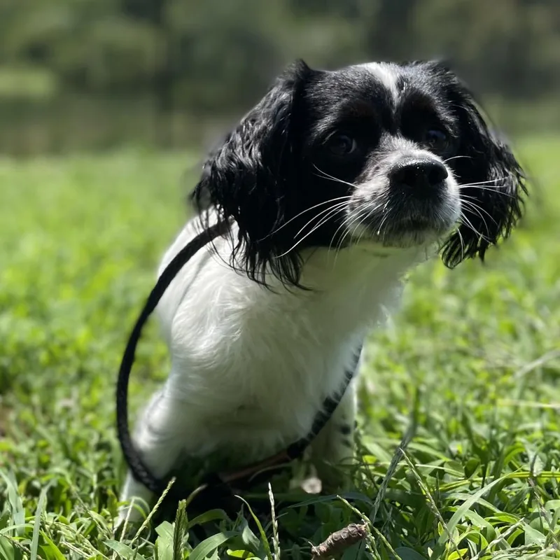 An adult small-sized female White / Cream Mixed Breed dog named Candied Apple for adoption in York, PA