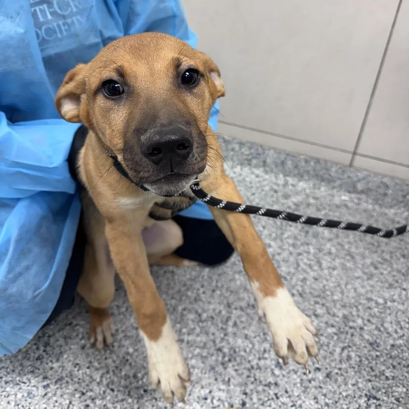 A baby small-sized male Yellow / Tan / Blond / Fawn Mixed Breed dog named Demeter for adoption in Chicago, IL