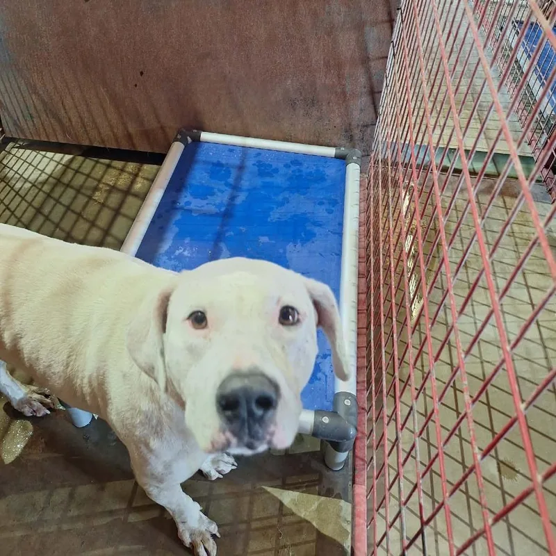 An adult large-sized female White / Cream Pit Bull Terrier dog named Cerci for adoption in Madill, OK