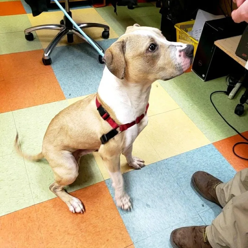 Mac "macaroni" thumbnail 2