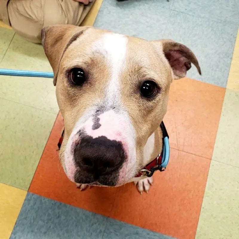 Mac "macaroni" thumbnail 3