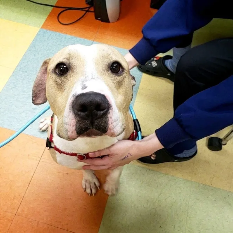 Mac "macaroni" thumbnail 4