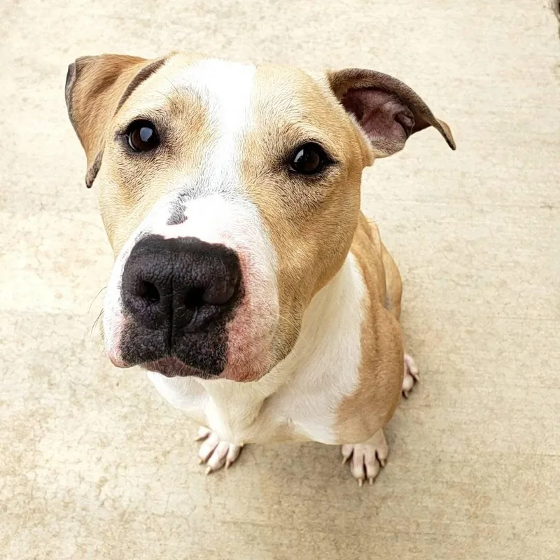 Mac "macaroni" thumbnail 5