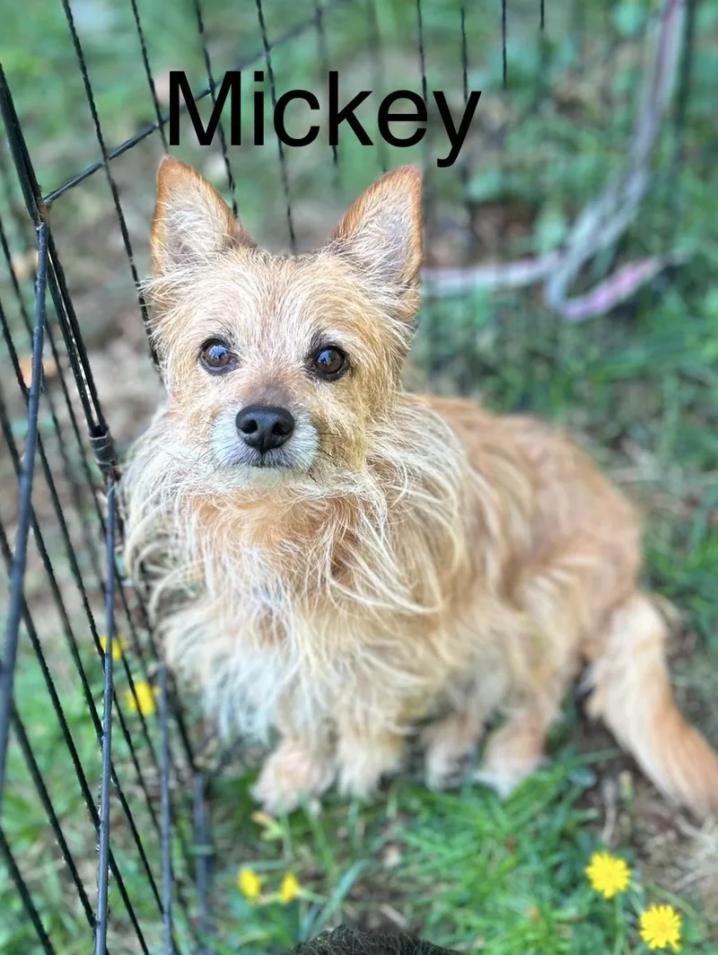 An adult small-sized male Yellow / Tan / Blond / Fawn Yorkshire Terrier dog named Mickey for adoption in West Falls, NY