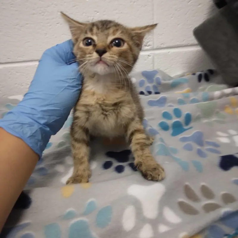 A baby small-sized female Domestic Short Hair cat named Tinkerbell for adoption in Spruce Pine, NC