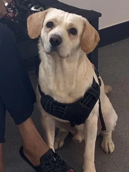 An adult medium-sized male Mixed Breed dog named Otter for adoption in West Chester, PA