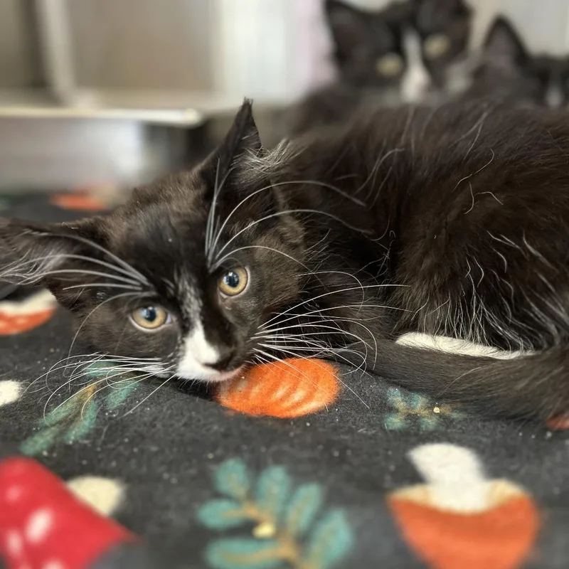 A baby small-sized female Black Domestic Medium Hair cat named Rightie for adoption in Davenport, IA