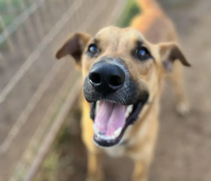 Timber